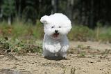 BICHON FRISE 366